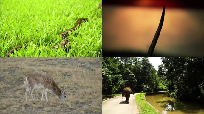 野生生物 生态保护 户外活动