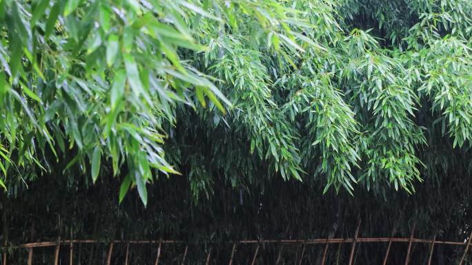 雨清明谷雨竹叶雨水下雨秋雨合集