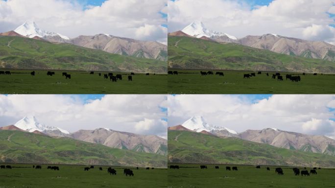 西藏那曲雪山脚下草原上的牦牛群