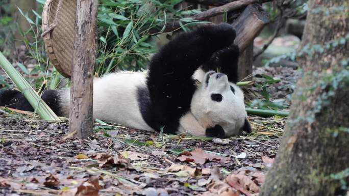 大熊猫基地大熊猫合集