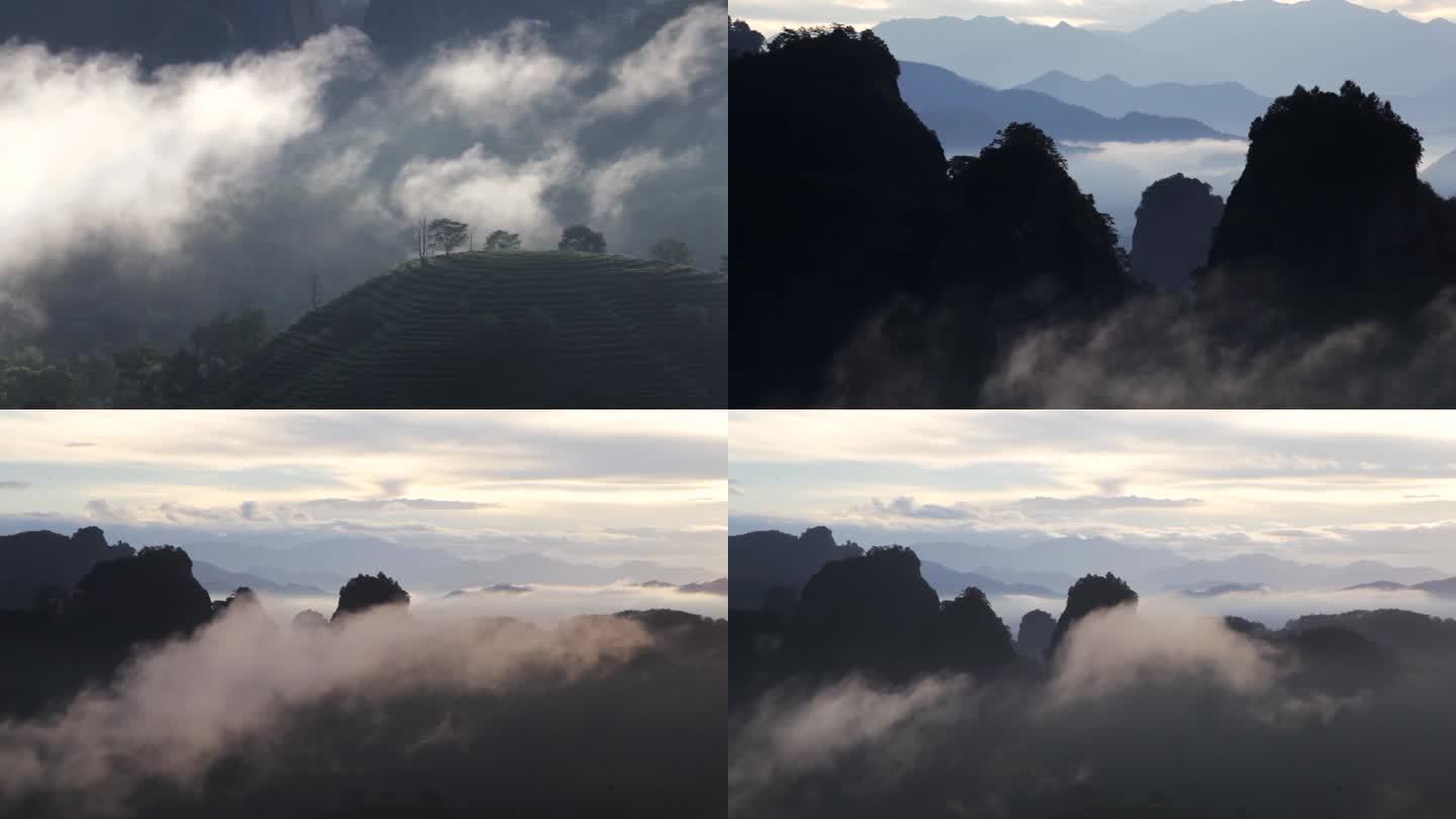 武夷山三仰峰 茶山高山云雾 日出