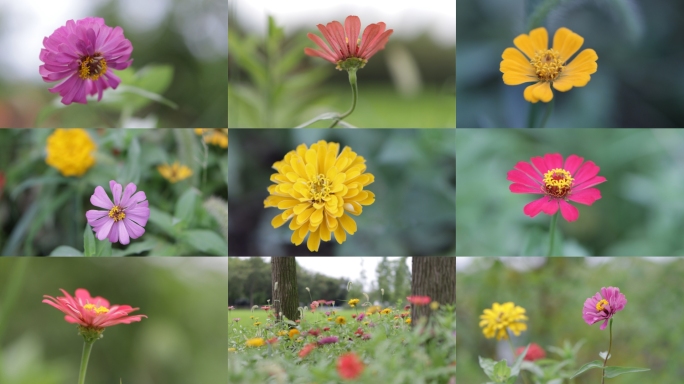 百日菊花朵特写 鲜花野花花瓣 花丛