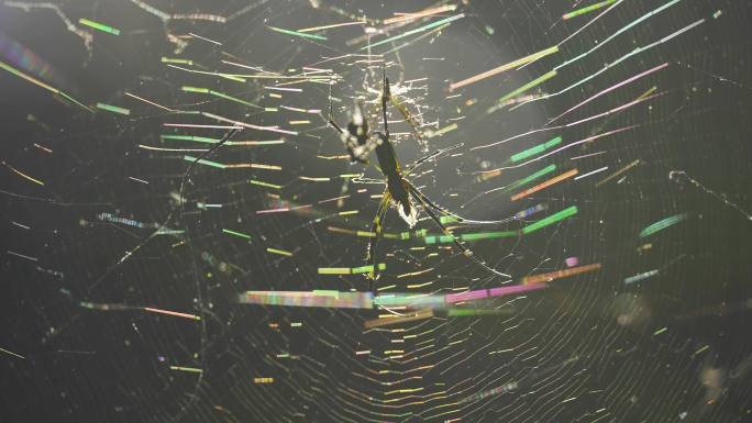 蜘蛛树林原始森林里的蜘蛛网自然蜘蛛网昆虫