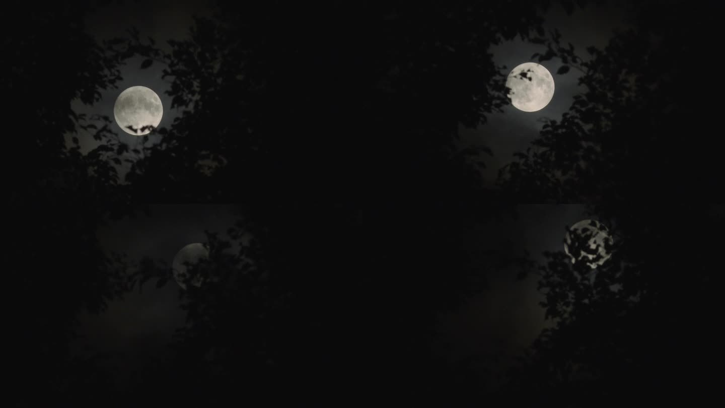4K圆月亮升起穿过树叶间隙有雾气