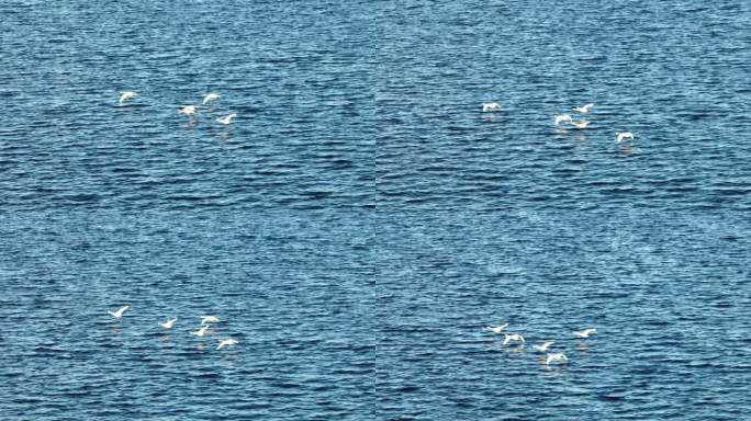 湖面飞翔的天鹅