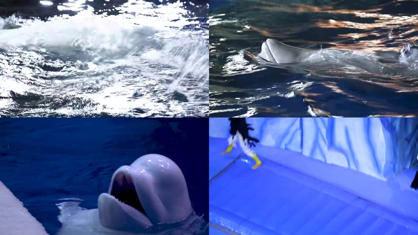 海豚 生物表演 专业驯养