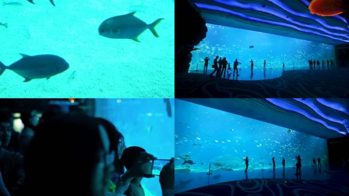 水族馆 游客观赏 生物游动