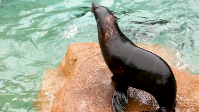 海洋生物 企鹅游动 海狮表演