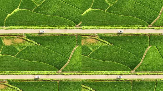 航拍行驶在乡村公路的汽车和两边绿色的稻田