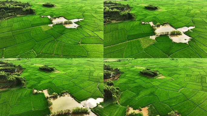 航拍阳光下成几何图形状的绿色稻田