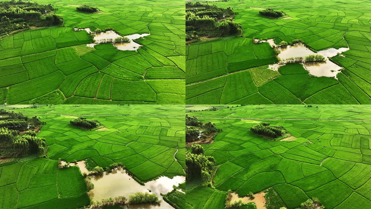 航拍阳光下成几何图形状的绿色稻田