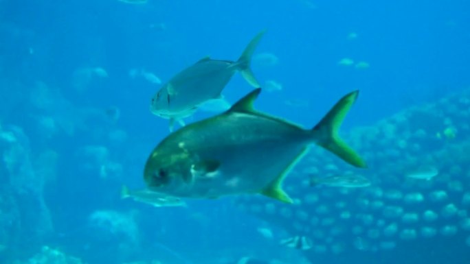 水族馆 游客观赏 生物游动