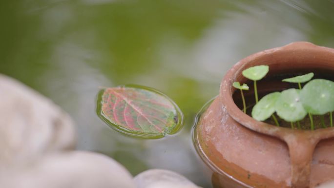 一叶知秋落叶秋天水池金钱草