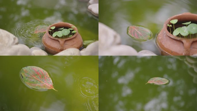 一叶知秋落叶秋天水池金钱草