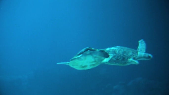 海龟 海底水草 游客参观