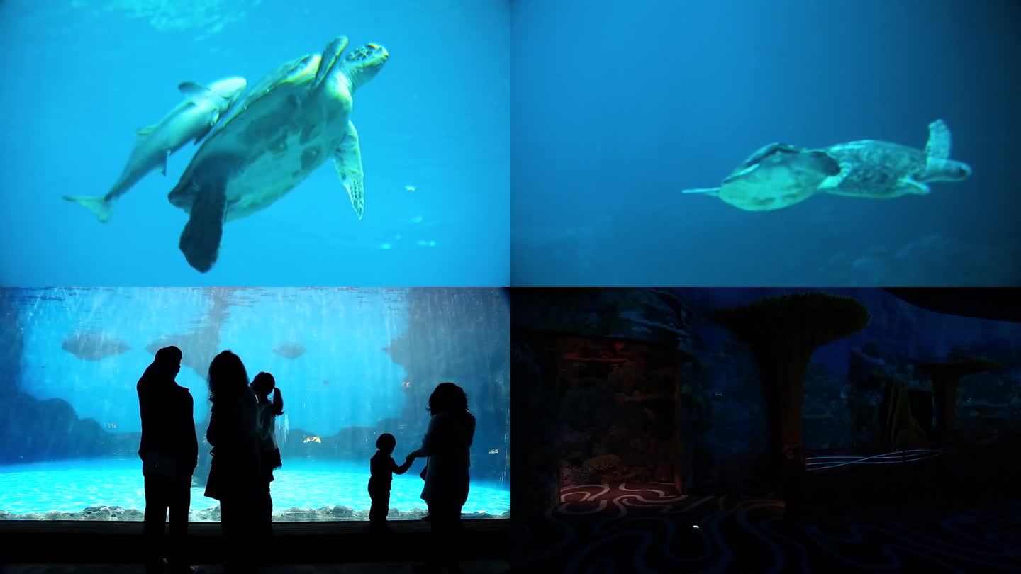海龟 海底水草 游客参观