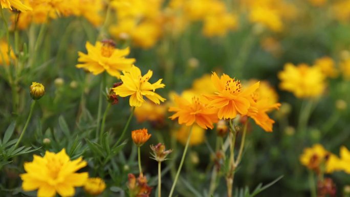 鲜花盛开特写花卉植物