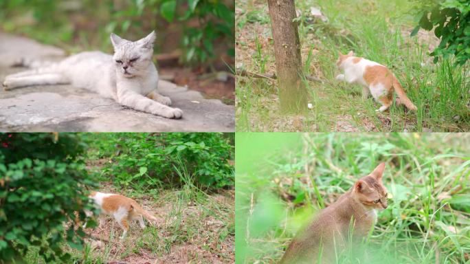 公园里的流浪猫