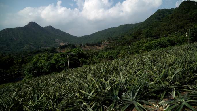 菠萝园 成熟的玻璃 绿色菠萝种植