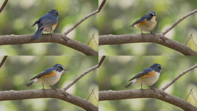 红胁蓝尾鸲 彩色小鸟 雄性侧后转侧前