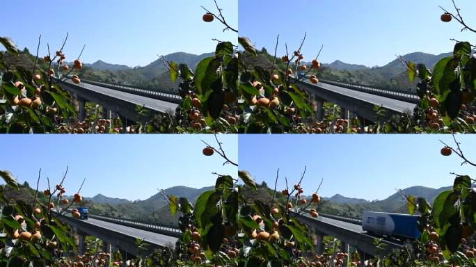 秋天 桂林山区高速公路高架桥旁的柿子树林