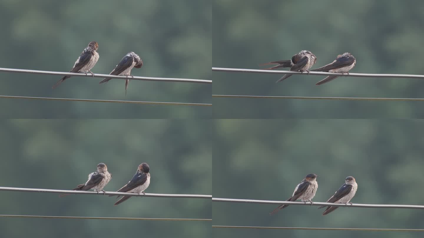 一对燕子站在电线上整理羽毛
