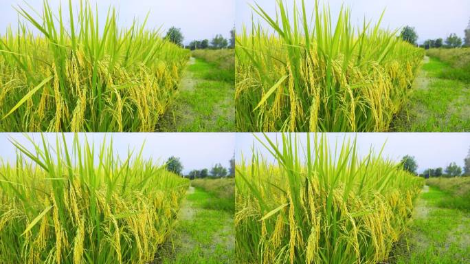 风吹稻穗升格稻谷成熟农业粮食丰收稻谷