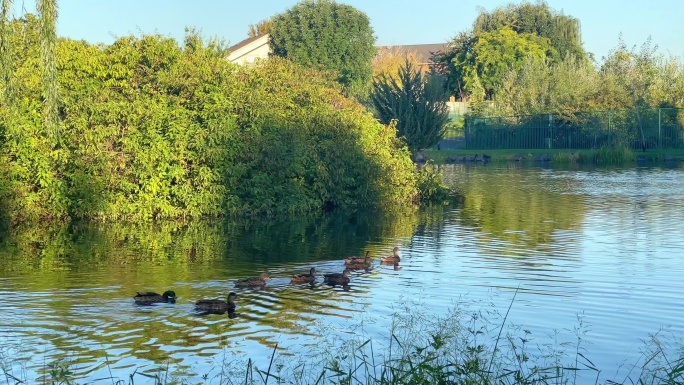 早晨水鸭在小区湖面上悠闲的游走