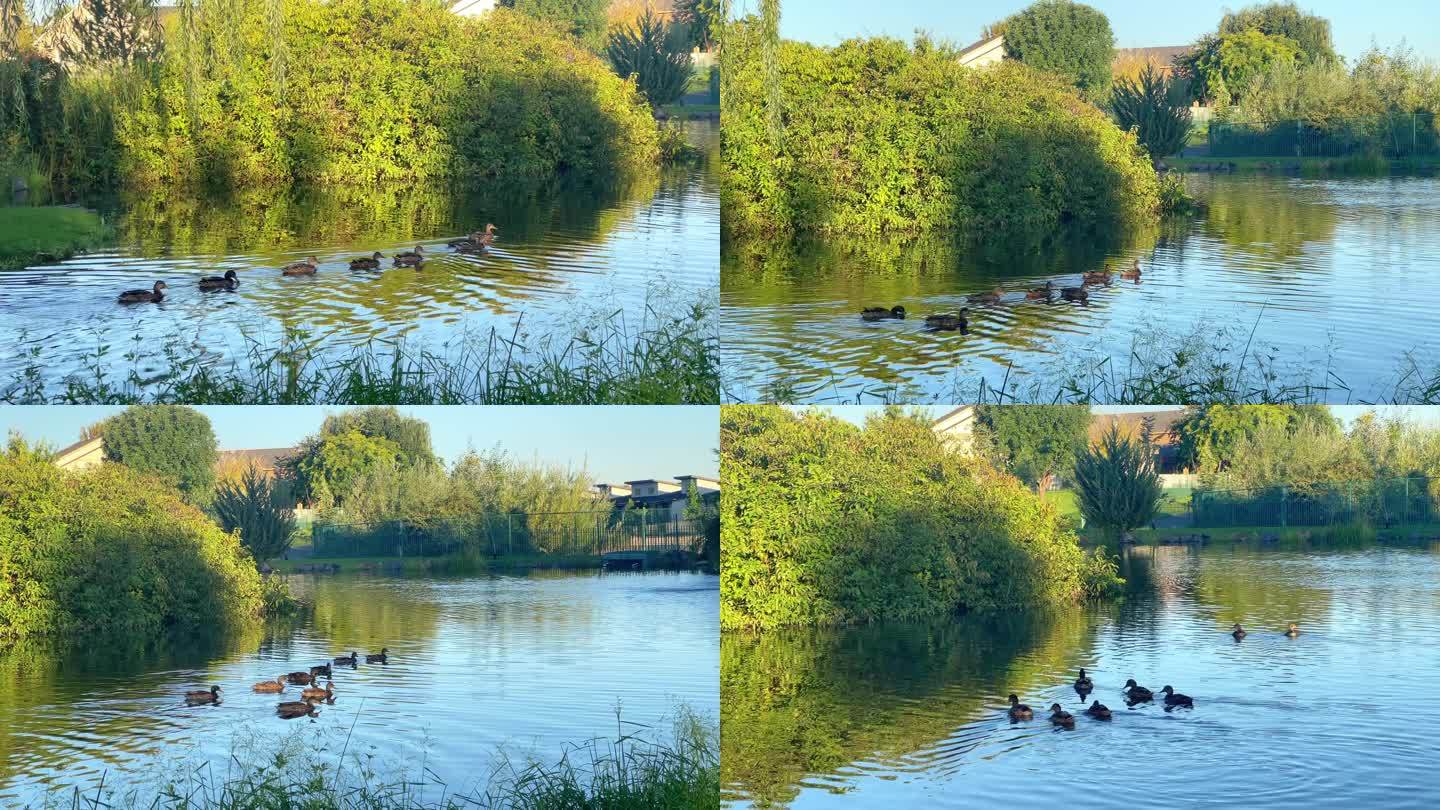 早晨水鸭在小区湖面上悠闲的游走