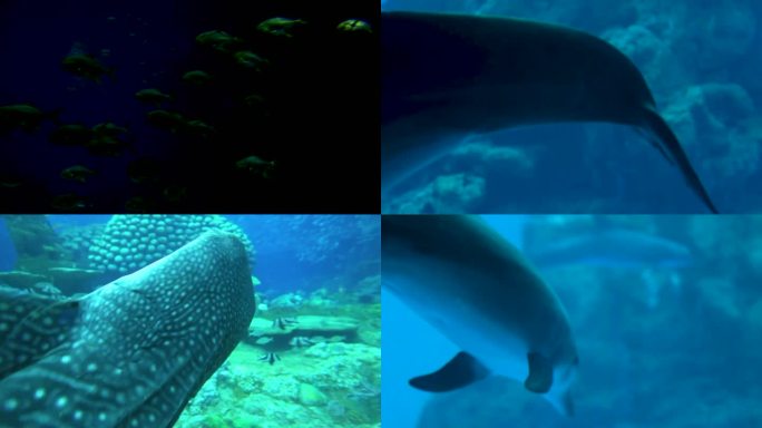 海底世界 海洋生物 潜水检测