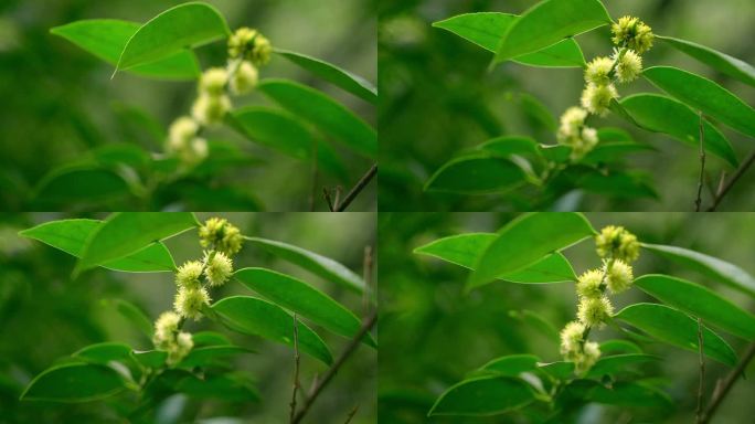 大自然  春天  夏天 植物 绿色6