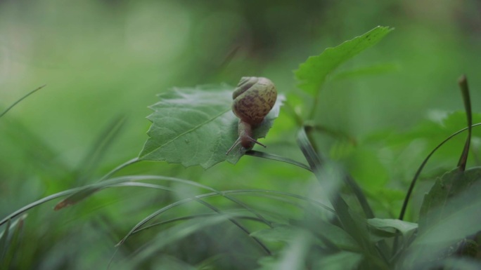 雨后蜗牛