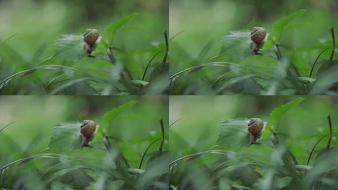 雨后蜗牛