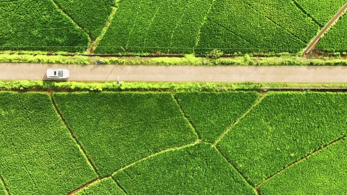 航拍行驶在乡村公路的汽车和两边绿色的稻田