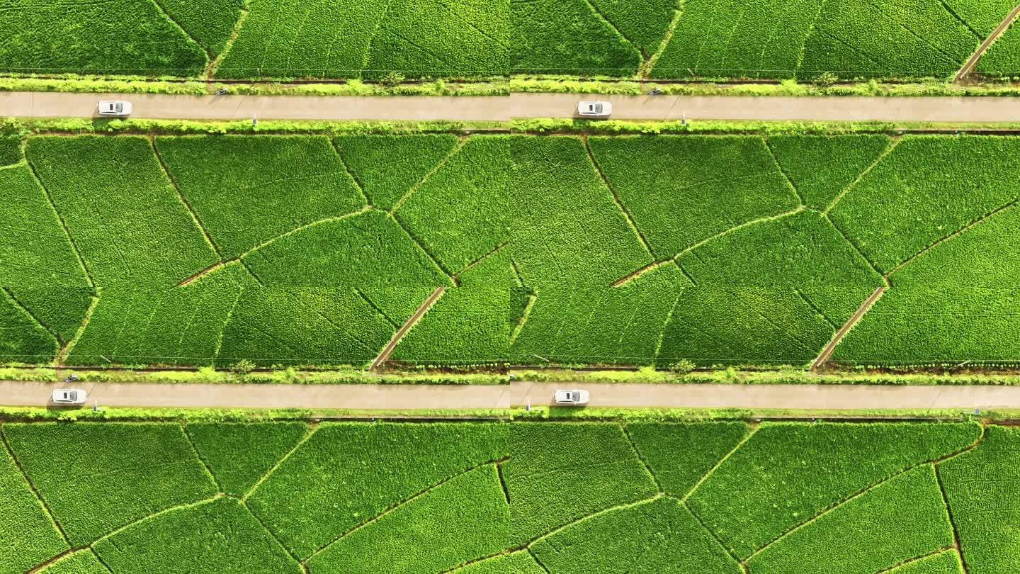 航拍行驶在乡村公路的汽车和两边绿色的稻田