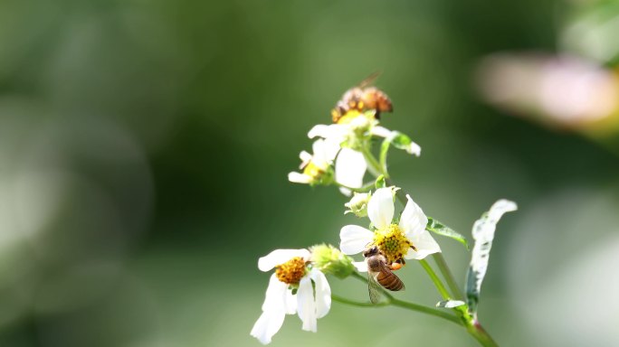 蜜蜂 鬼针草 白色小花 采花蜜
