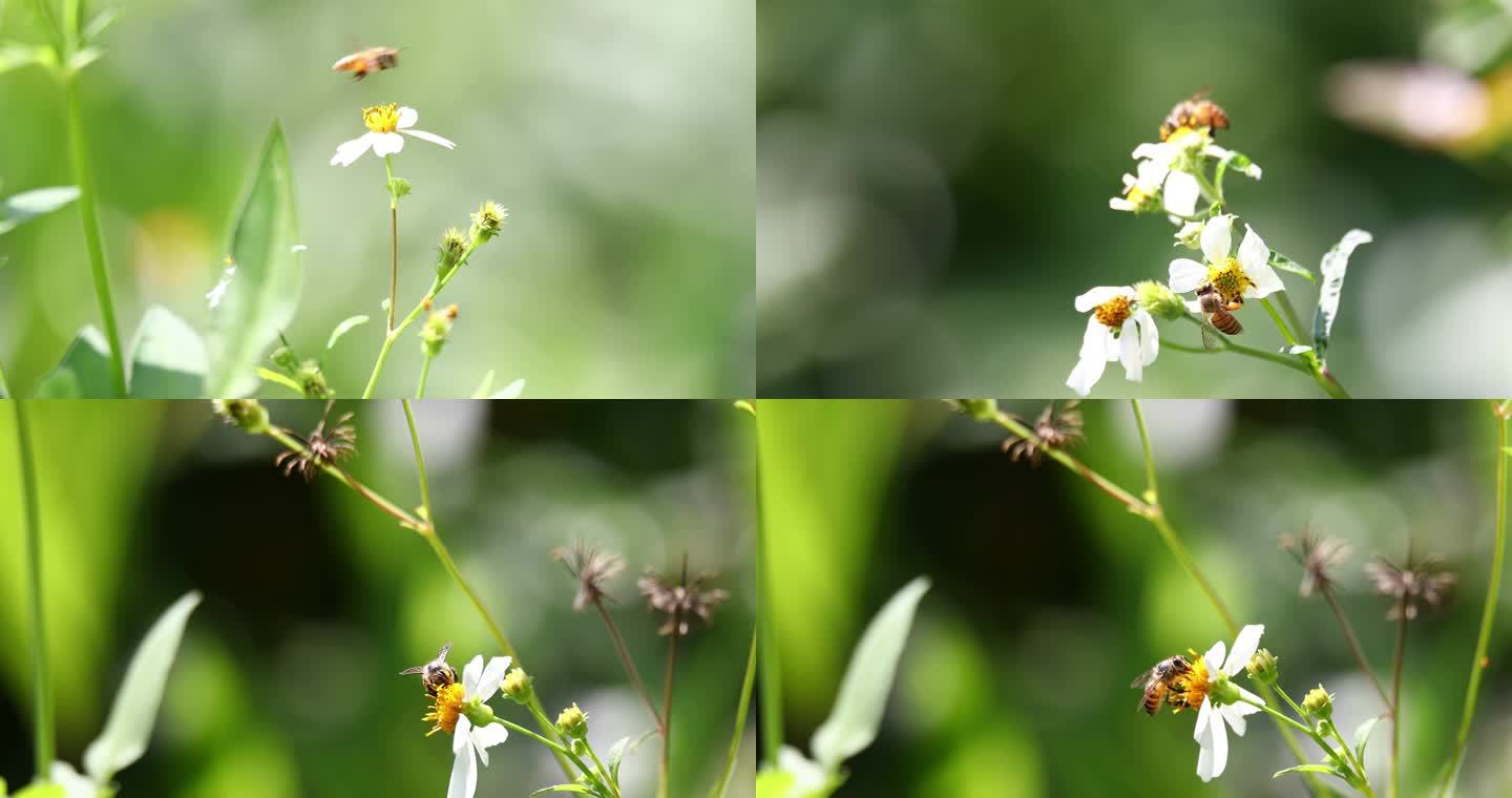 蜜蜂 鬼针草 白色小花 采花蜜