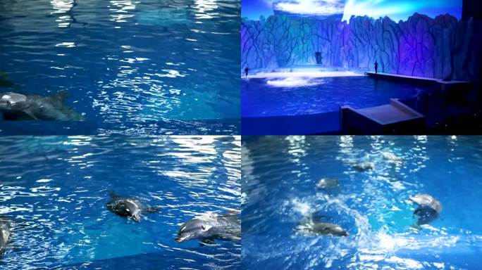 海豚馆 水下游动 哺乳动物