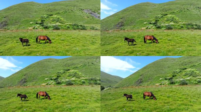 马在草原上吃草