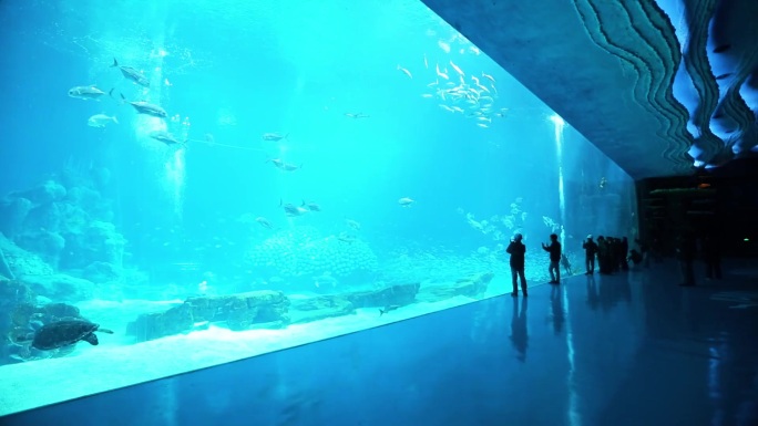 海龟 海底水草 游客参观