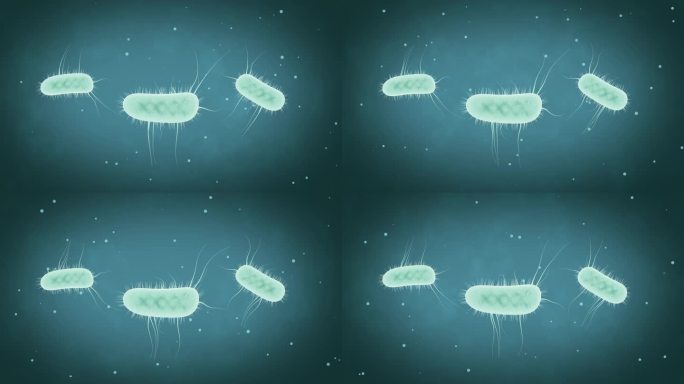大肠杆菌 活性细菌 细胞