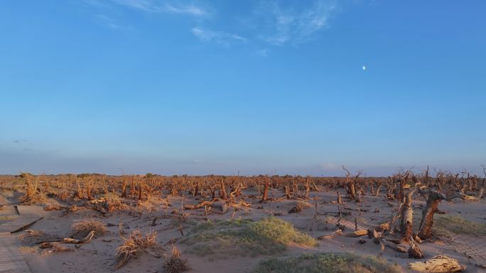 怪树林  风光 暮色 夕阳 枯树  苍凉