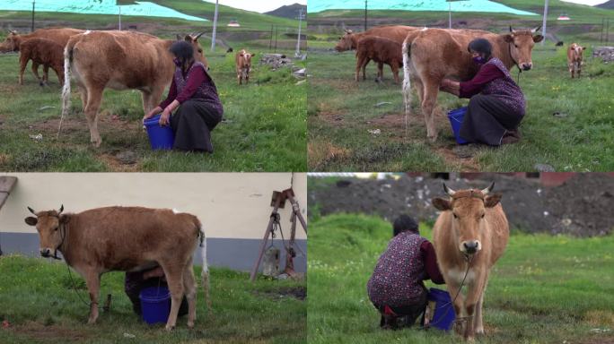 藏族妇女挤牛奶-1