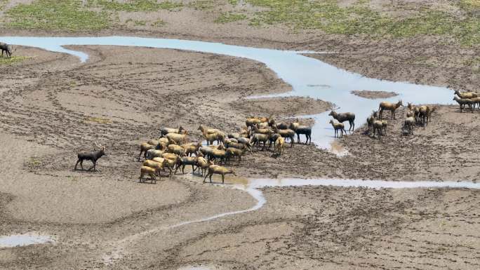 4k江苏省盐城市条子泥湿地中的麋鹿