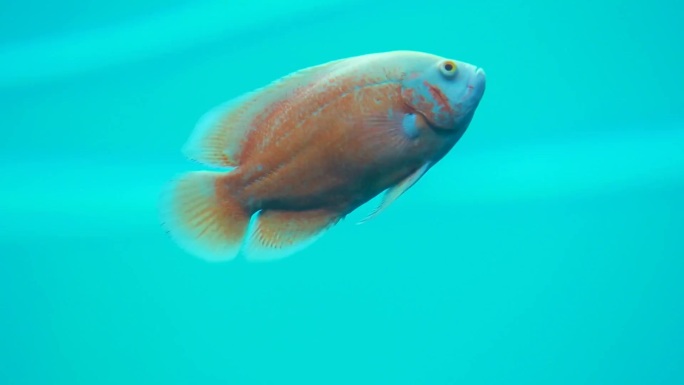 海底世界 海洋生物 潜水检测