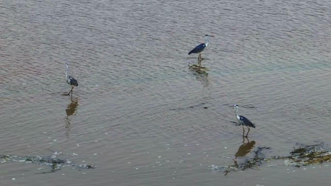 郑州黄河湿地水鸟苍鹭