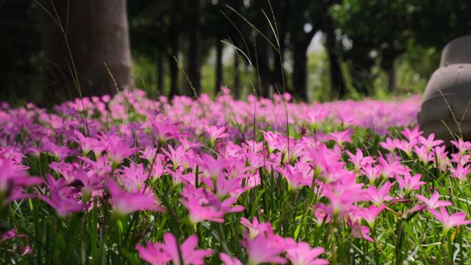 江边风雨兰