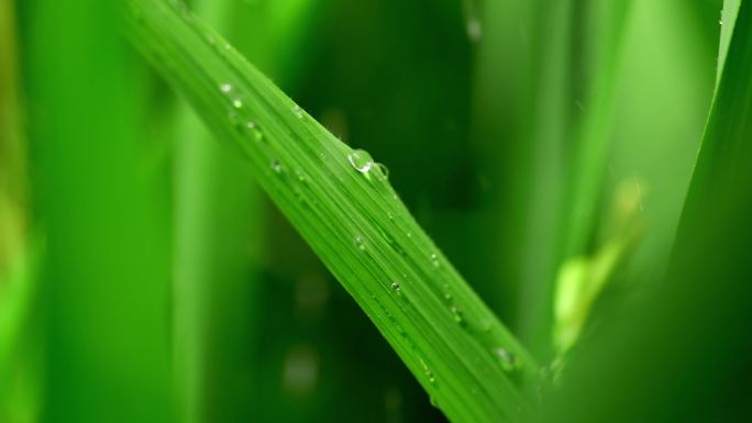 唯美水稻雨水生长