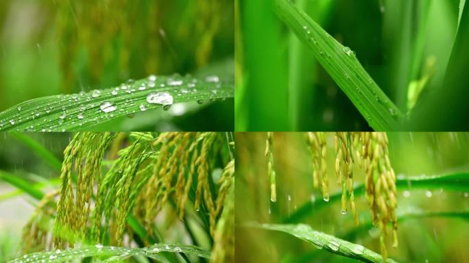 唯美水稻雨水生长