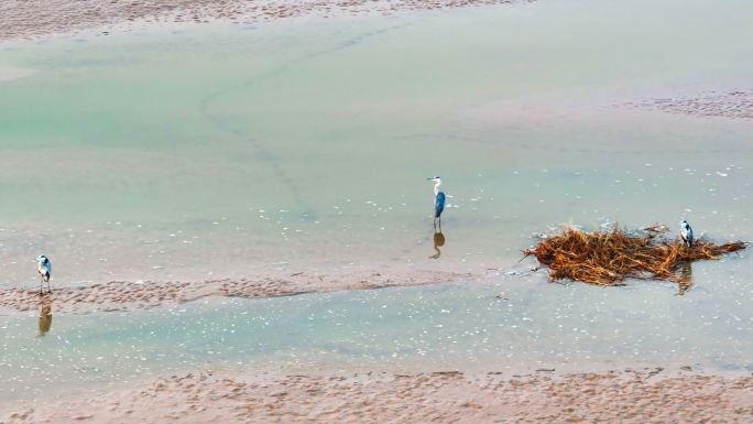 郑州黄河湿地水鸟苍鹭